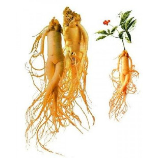 Ginseng